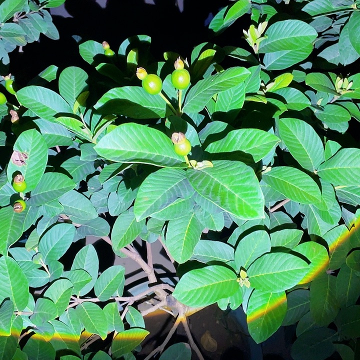 玺***景完全开放果树88888