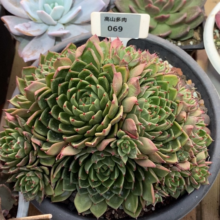 D069- 直播福利 油画捧花