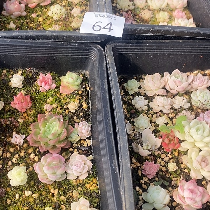 64 多肉植物盆栽花卉