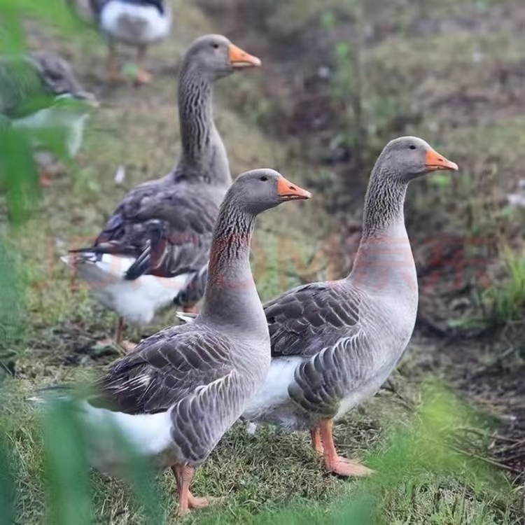  顺丰/京东包邮 散养红嘴雁鹅4-5斤/只 