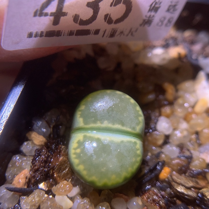 精品生石花25.435星空