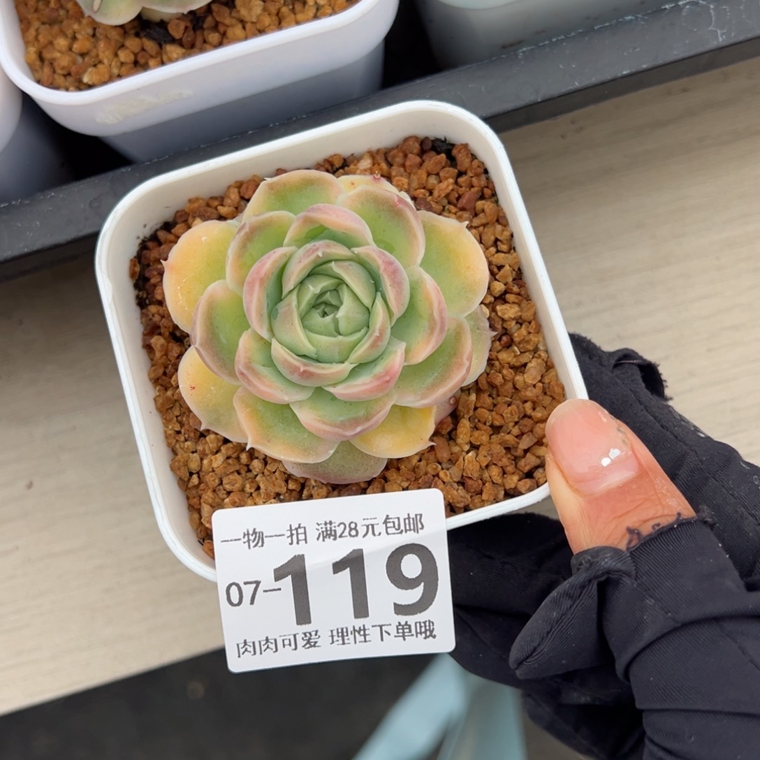 水晶虾饺多肉多肉多肉多肉多肉