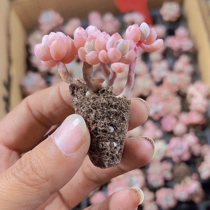 花斑鹿精品多肉植物大战