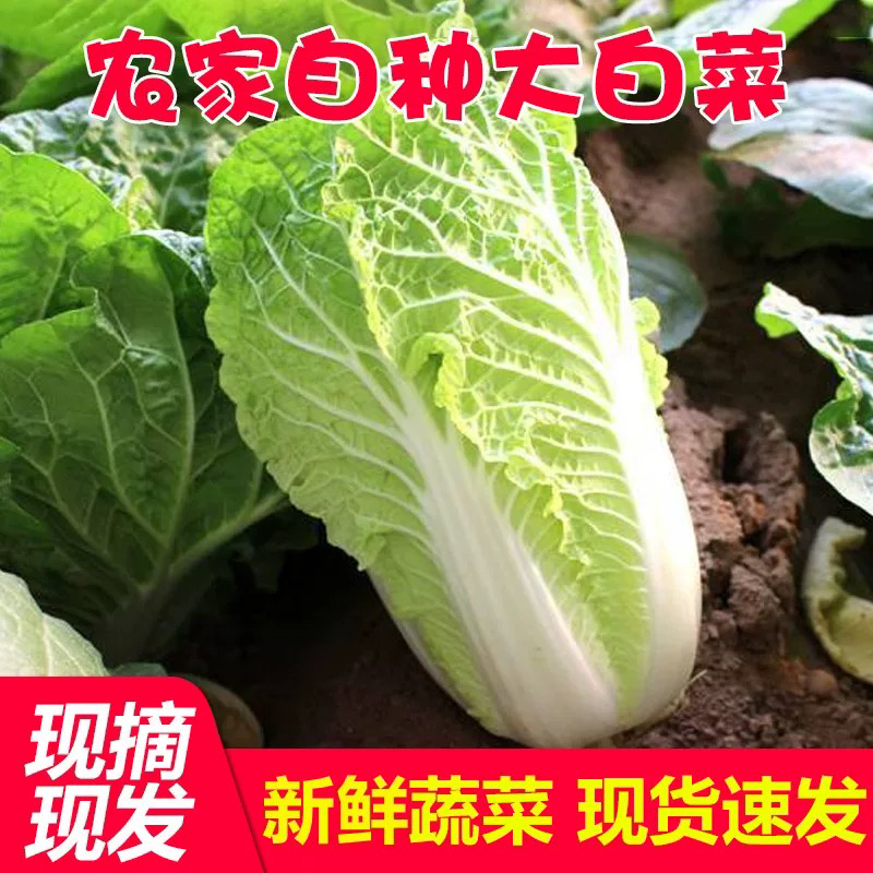 湖南本地打霜大白菜新鲜农家自种时令蔬菜包邮