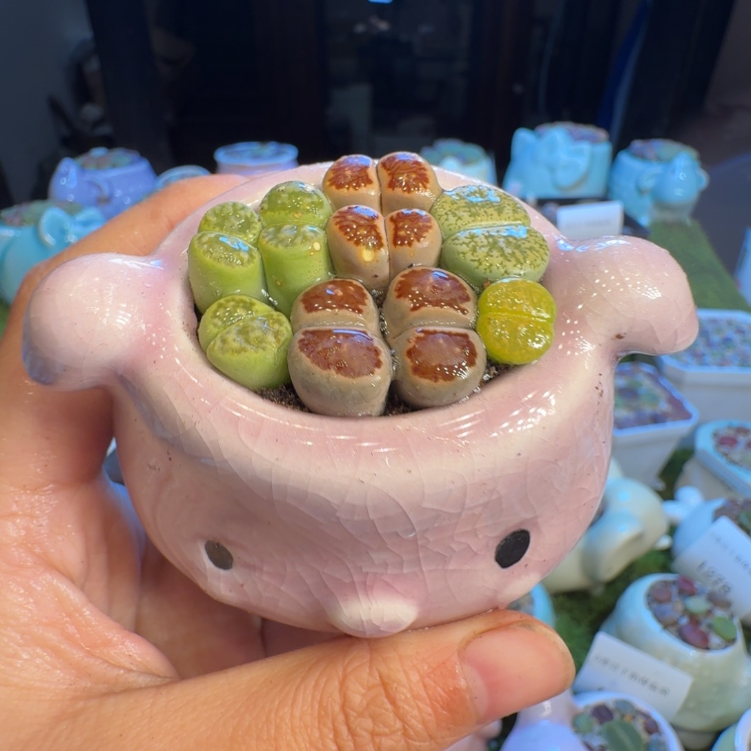 多肉开播福利冲1282