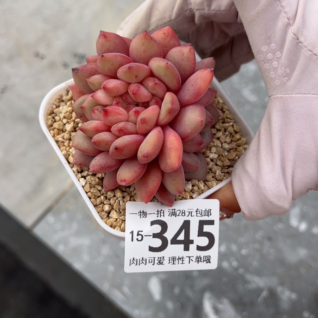 凌雪缀化多肉多肉多肉多肉多肉