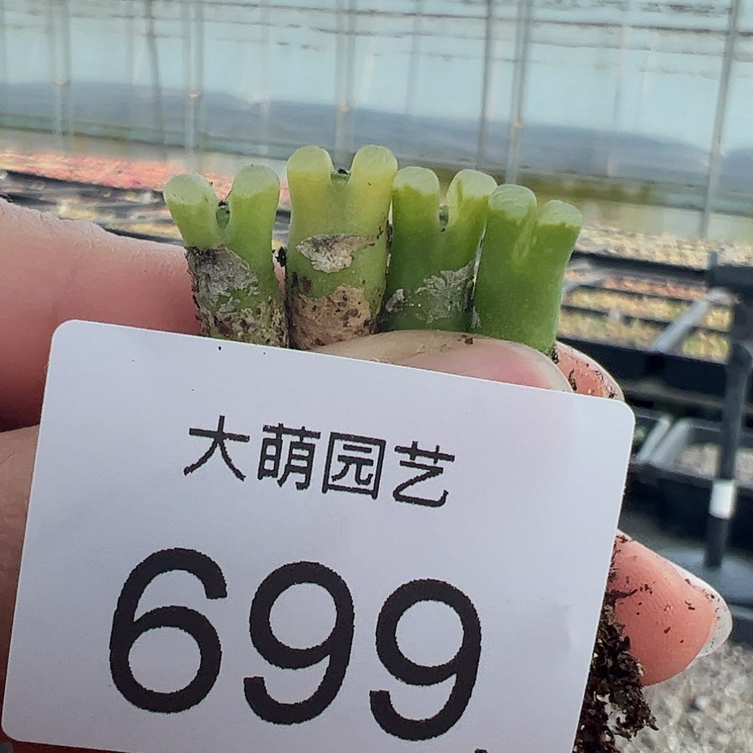 0000699量拍大眼睛极窗风铃4颗体型略高