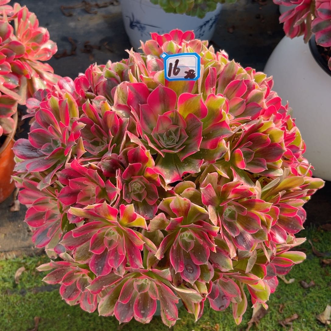 16男神法师多肉植物