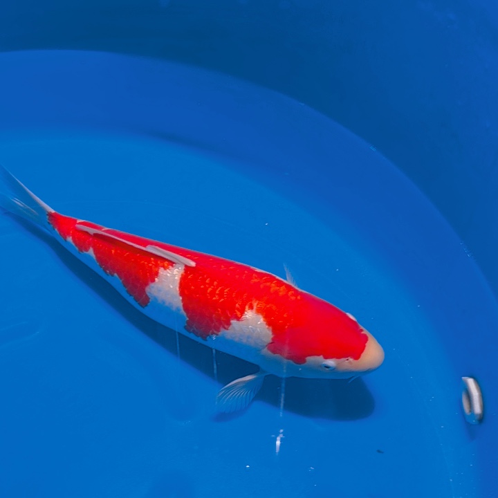 锦鲤红白专拍链接