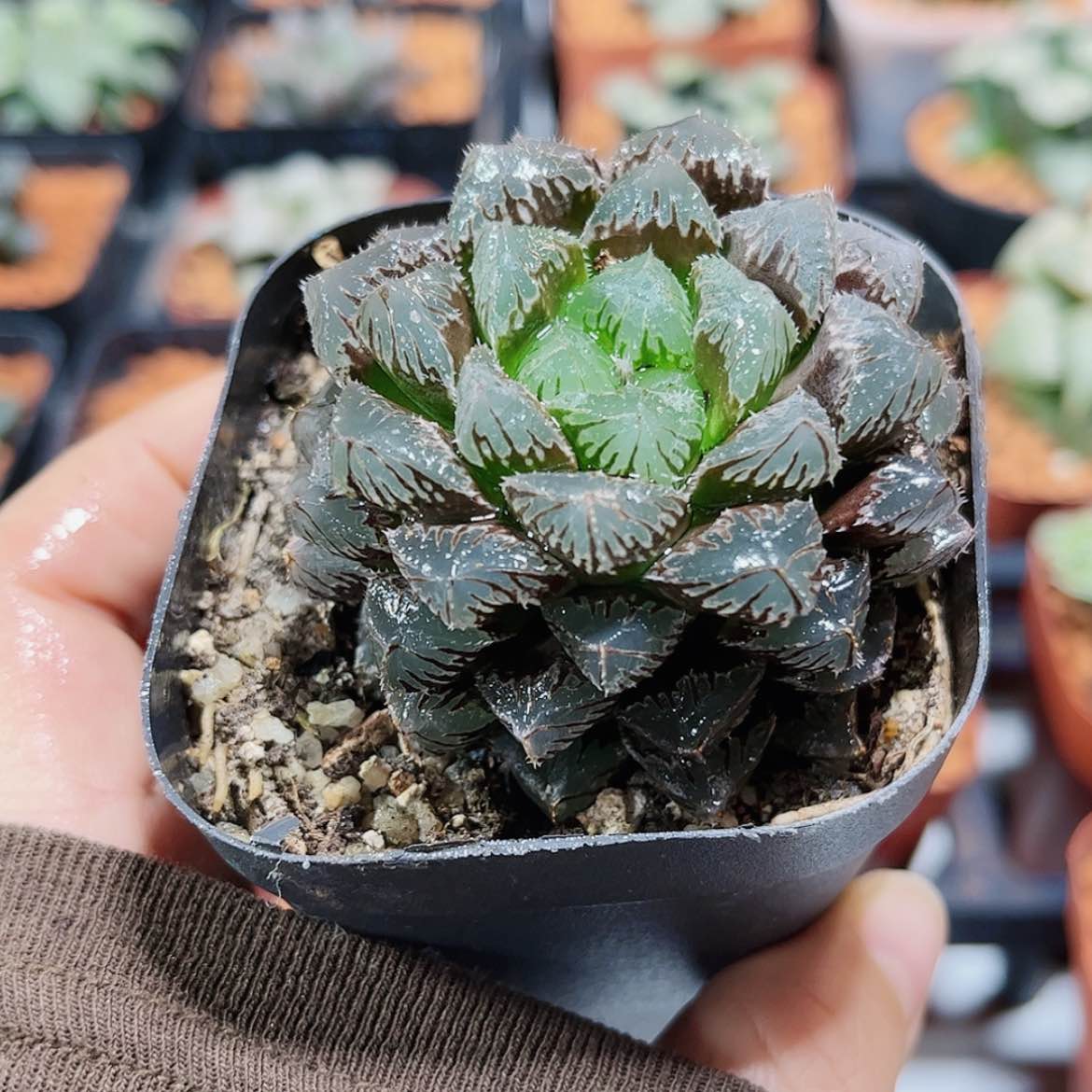 【闪购商品】红岩玉露