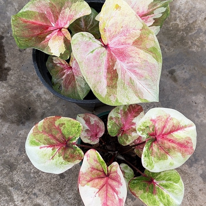 星***、47-1229两颗彩叶芋广东现货