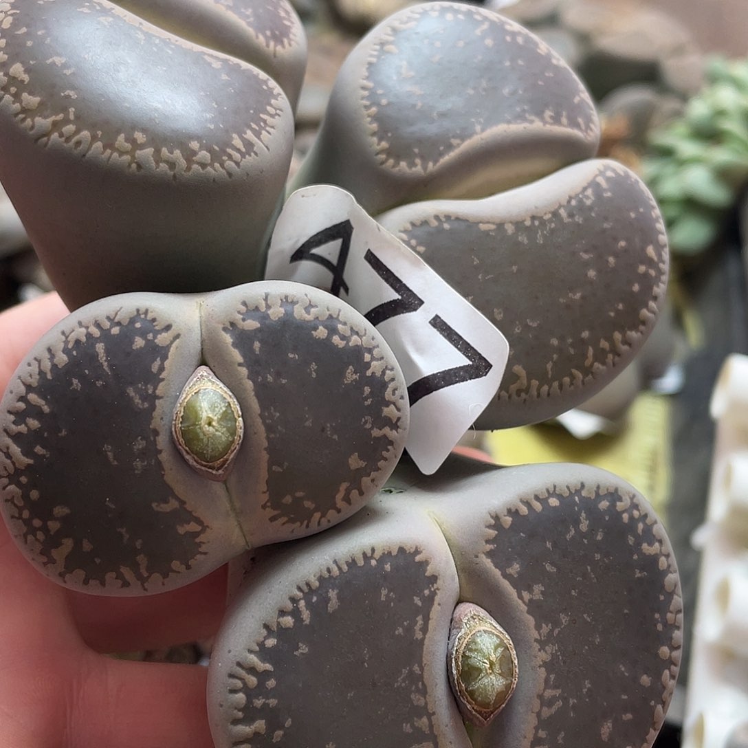 生石花一颗4770000