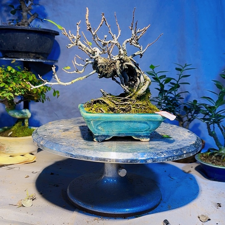 善***缘无花朵1111111111111