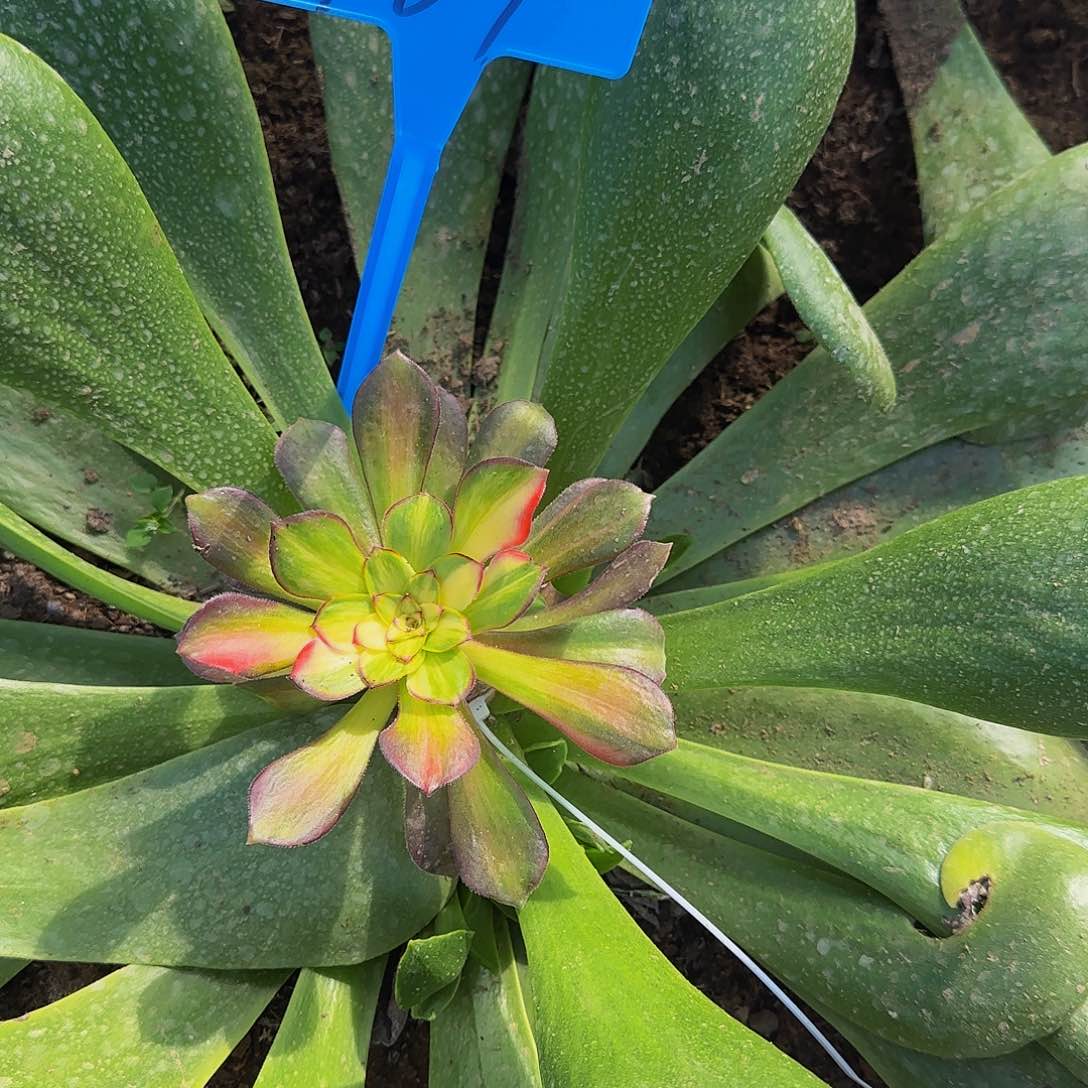 开****心187邵羞七彩多肉寄养哦哦