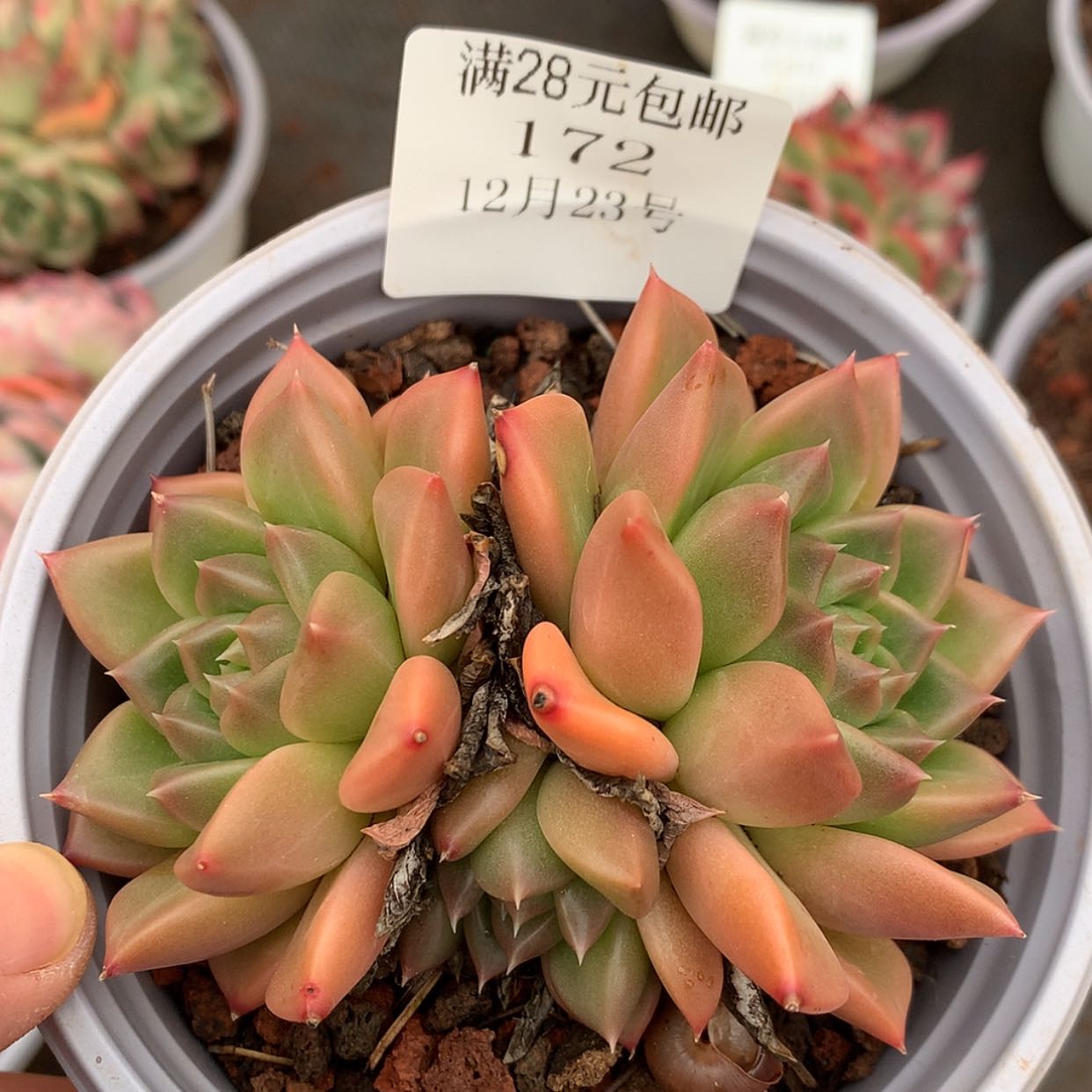 【闪购商品】云172