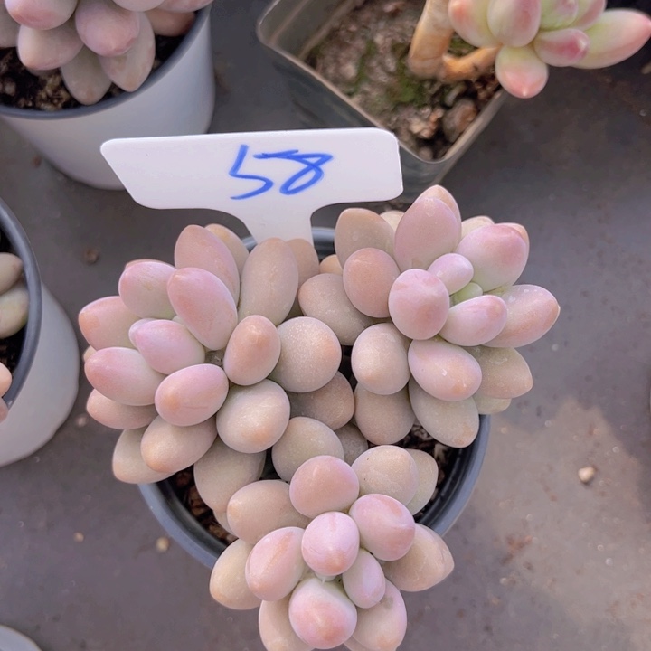 健健康康平平安安