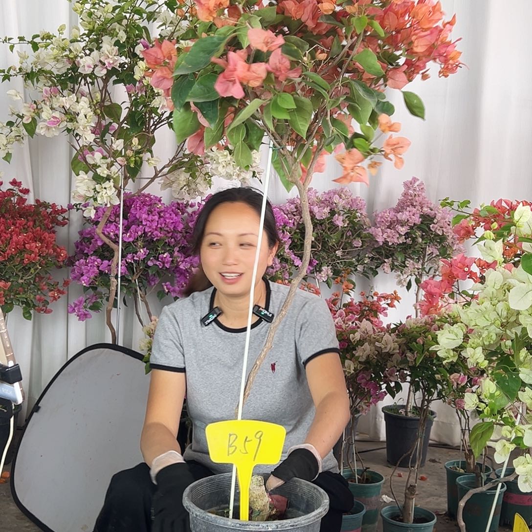 向***阳大部分花苞少量开放B59波妹