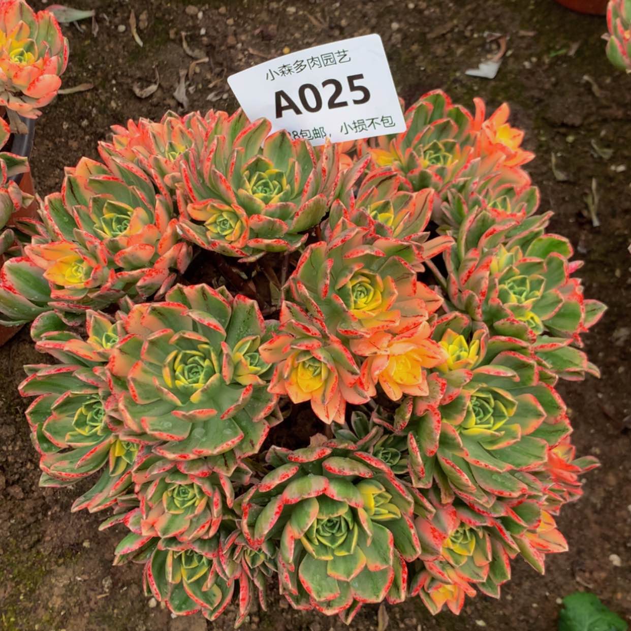 【闪购商品】涵*25甜茶多肉