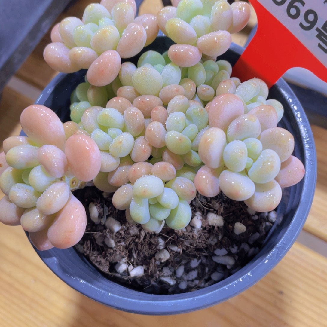 969号 老桩洛可可多头群