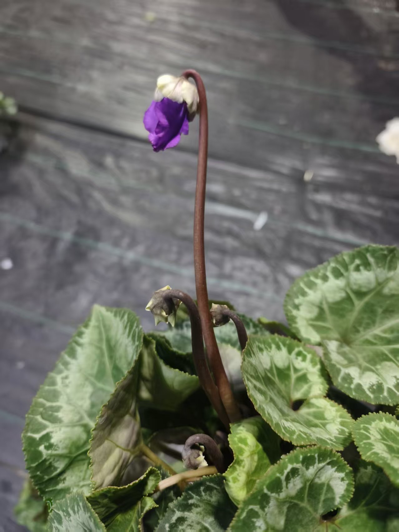 青花大帽子裙子   