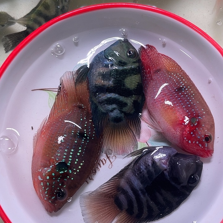 红宝石鱼红宝石和迷怡混搭4条当中有1条备损