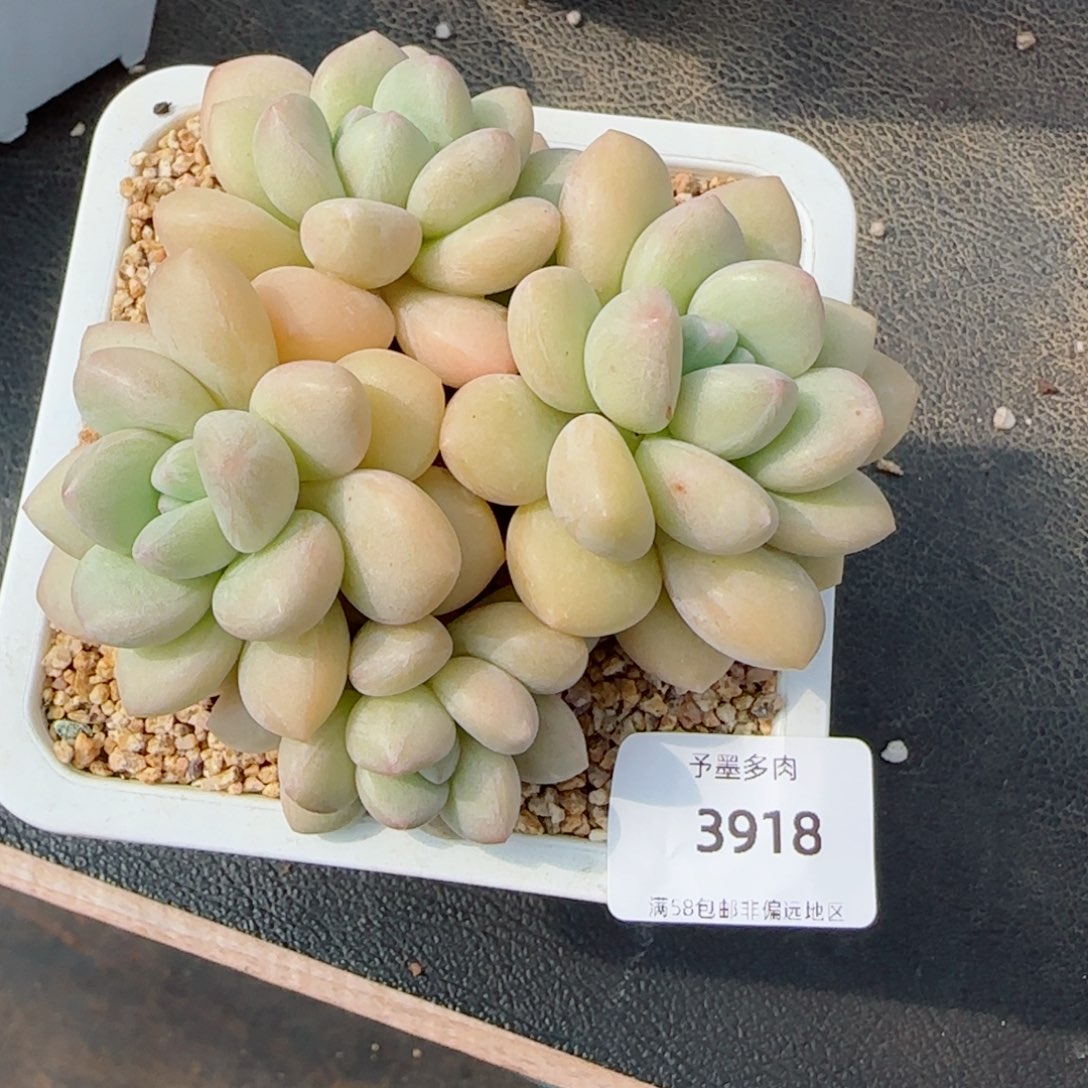 泡泡糖无砍，3918多肉植物
