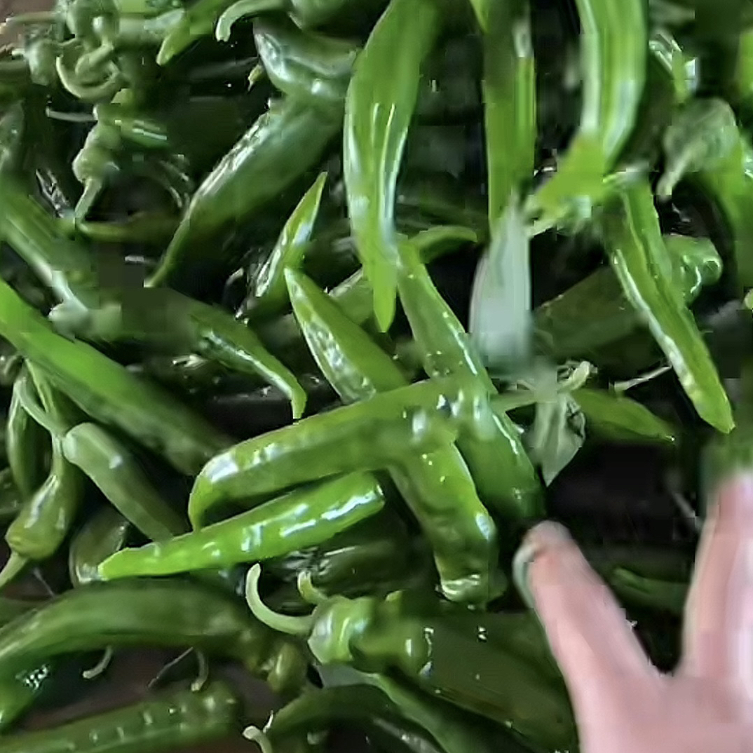 正宗产地薄皮辣椒小辣椒农产品皮薄椒香新鲜采摘口感脆嫩乡村