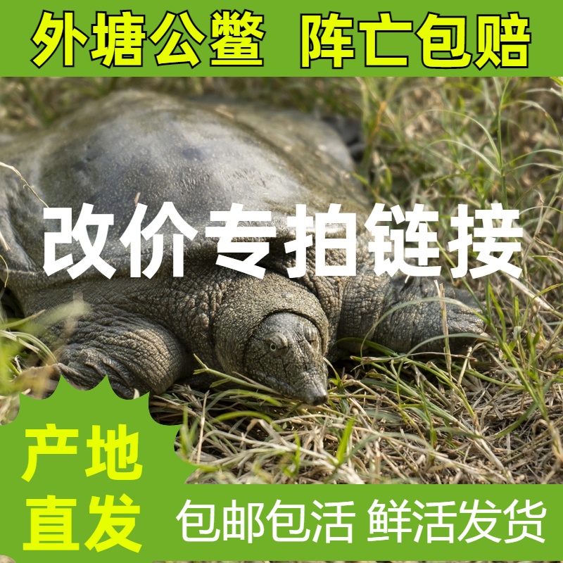 直播间现场挑选（一物一拍）改价 专拍链接