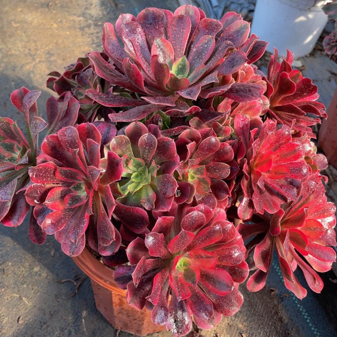 448美杜莎精品法师老桩