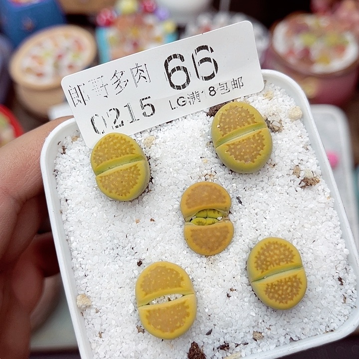 郎哥多肉生石花15-66