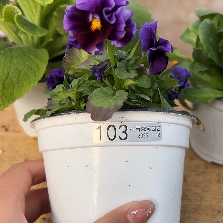 红陶抖音直播闪拍103