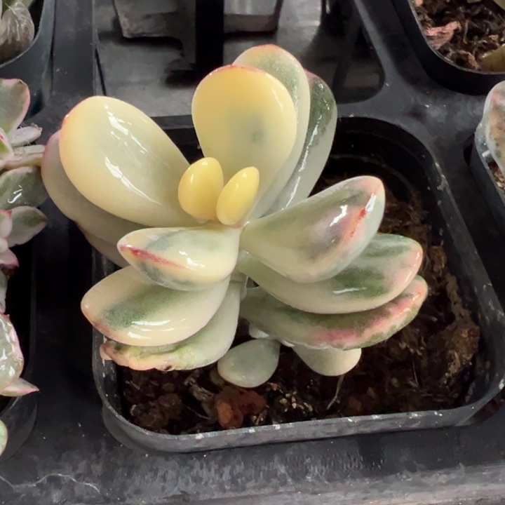 福娘锦多肉植物量