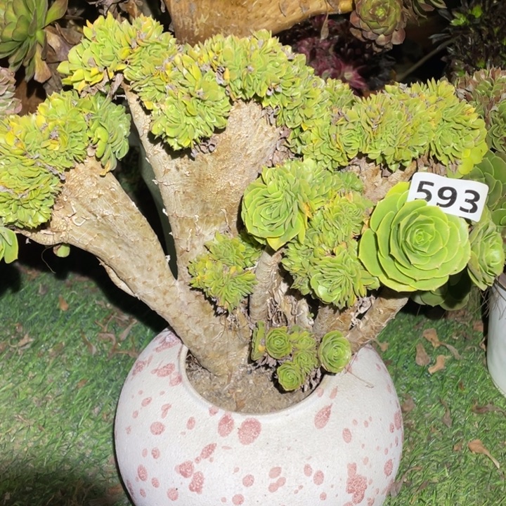 30厘米左右绿羊绒缀593号