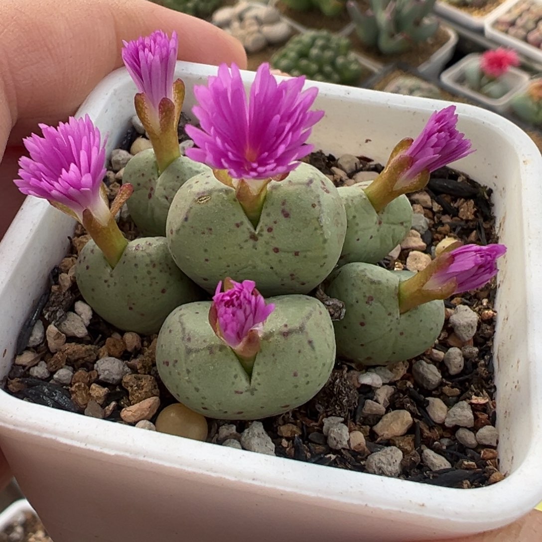 851多肉植物种类多样