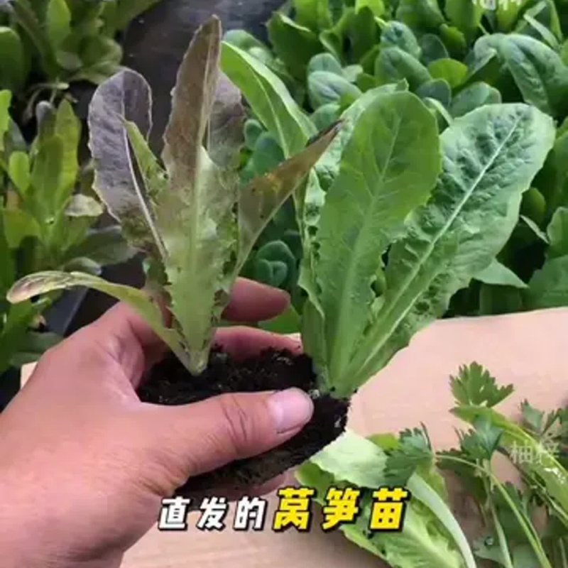 【莴笋组合】莴笋苗莴苣秧苗三青皮青肉青叶莴笋苗红皮莴笋阳苗菜苗