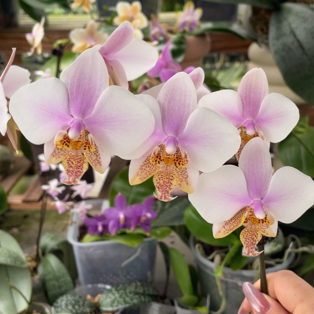 完全开放swr23pu西交黄史，浓香