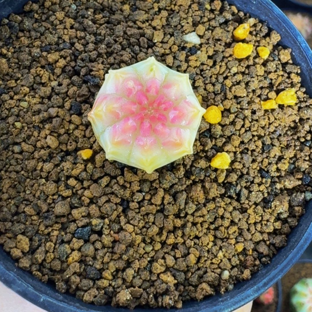 无刺梦想锦000000000009