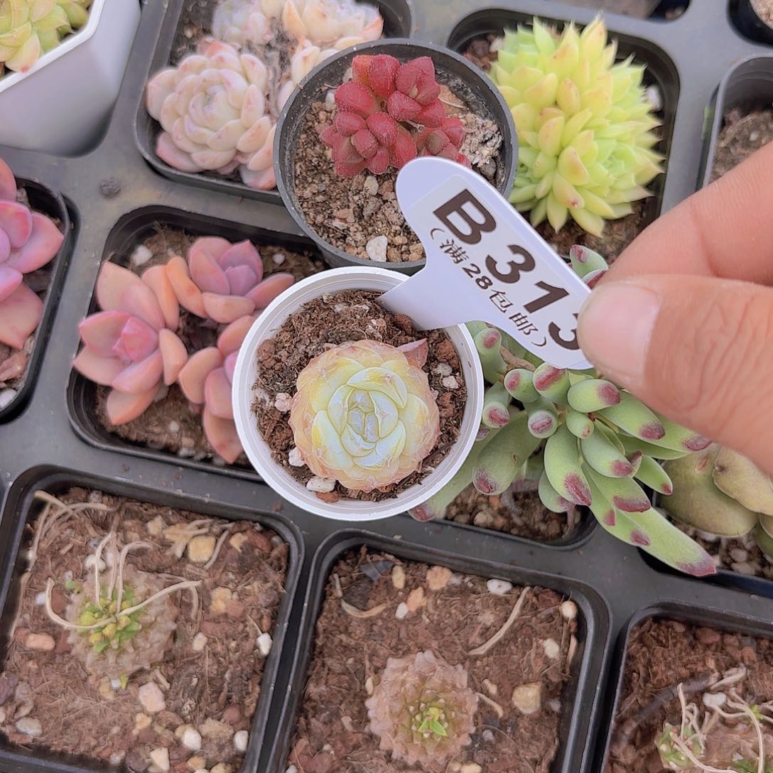 行****兵B313两颗一物一拍