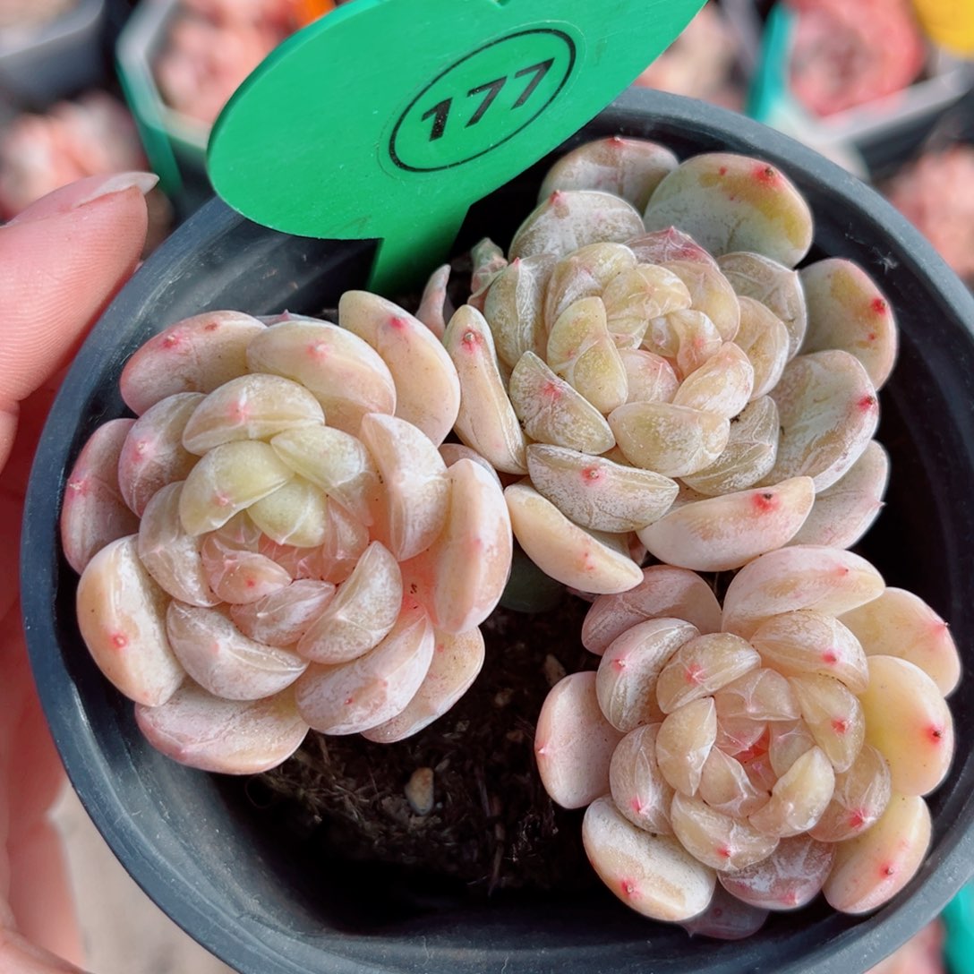 177号小老桩白恋群