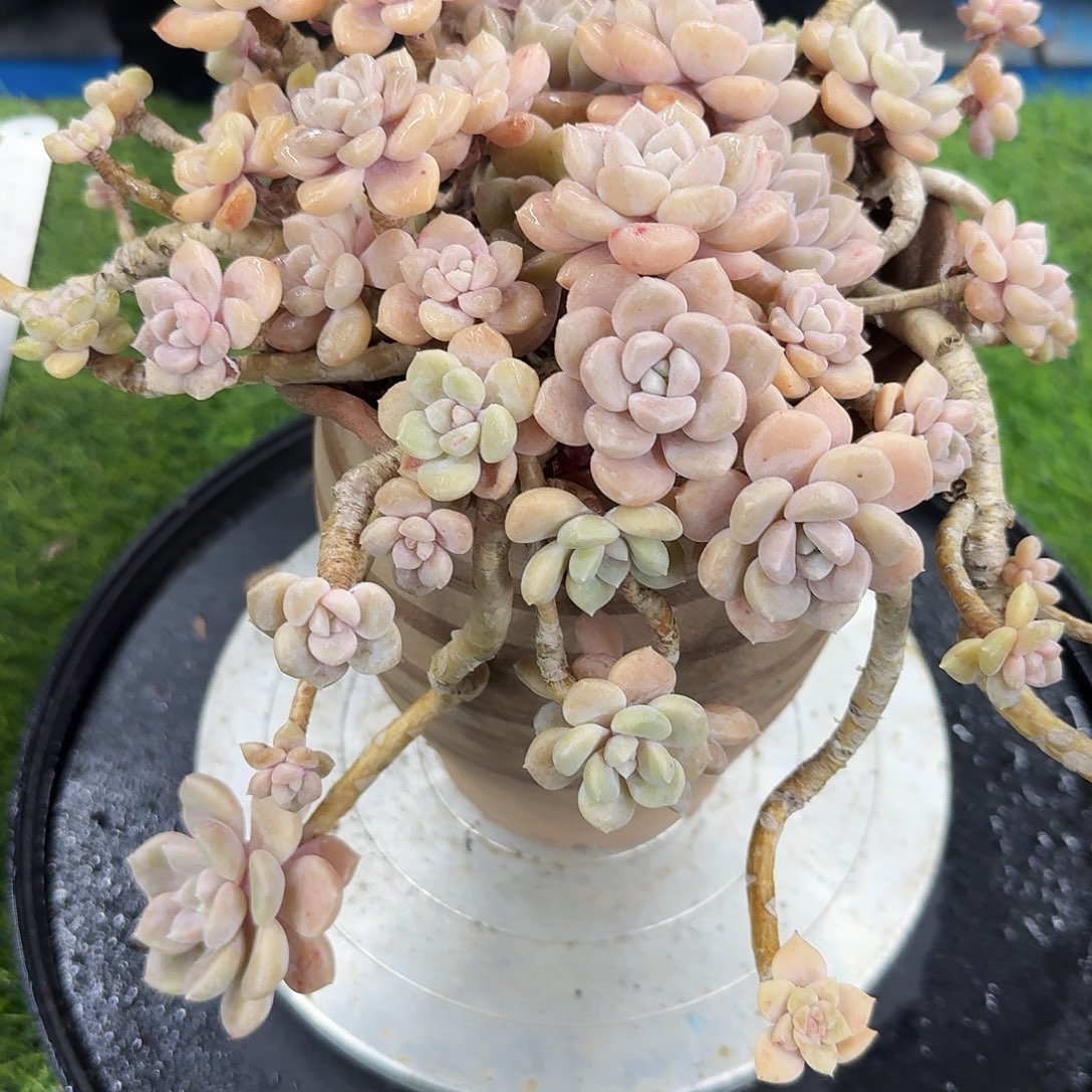 多肉植物一物一拍