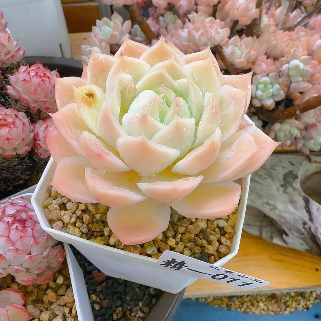 厚叶，011，仙农出品多肉