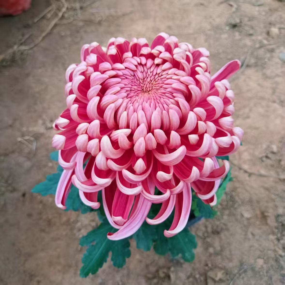 【花苞发货】[红国华]九月菊花苗大型花好养护简单耐寒耐旱