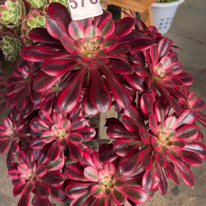 576丽娜30厘米左右