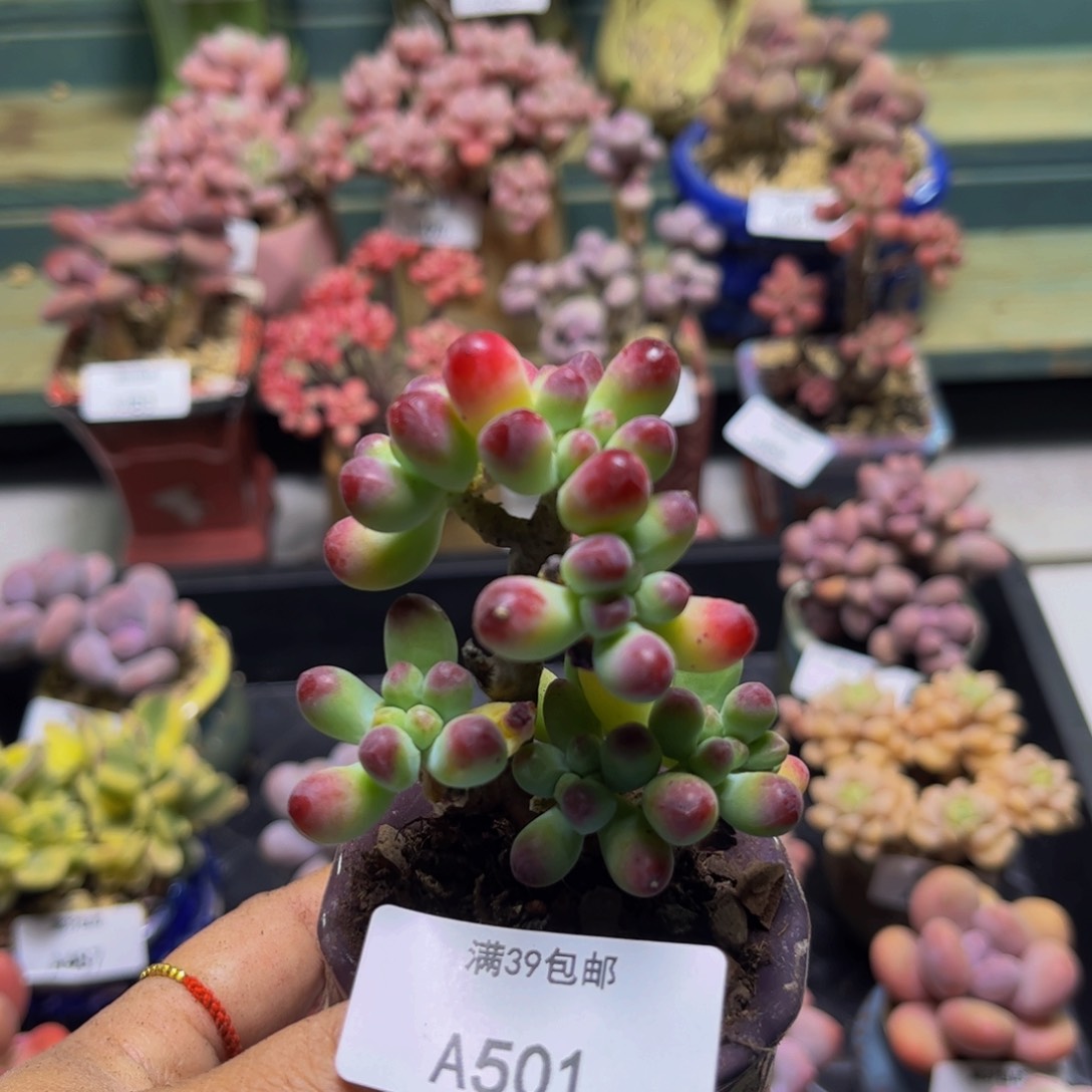 乙女心501/5cm多肉