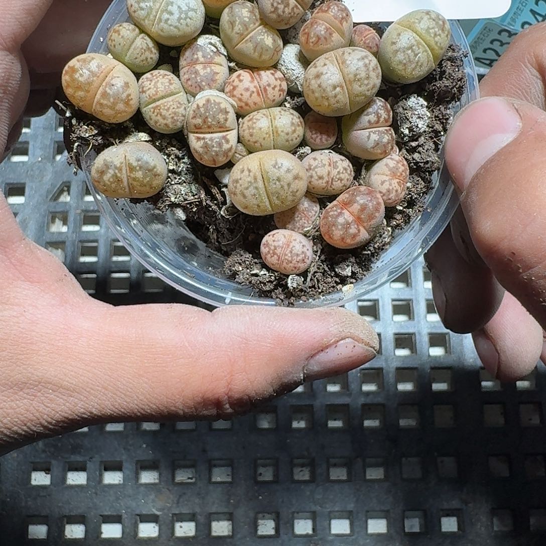 231 多肉植物多肉植物