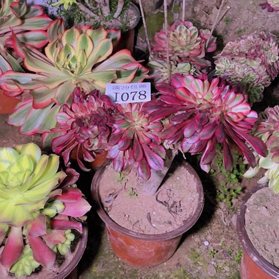 1078香奈儿缀多肉植物