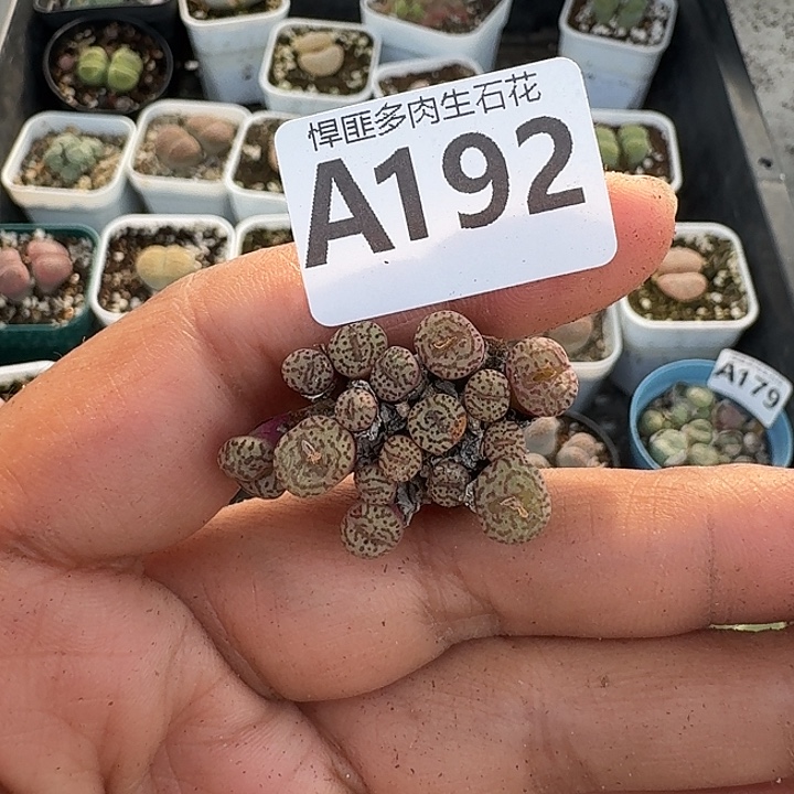 192多肉植物多肉植物