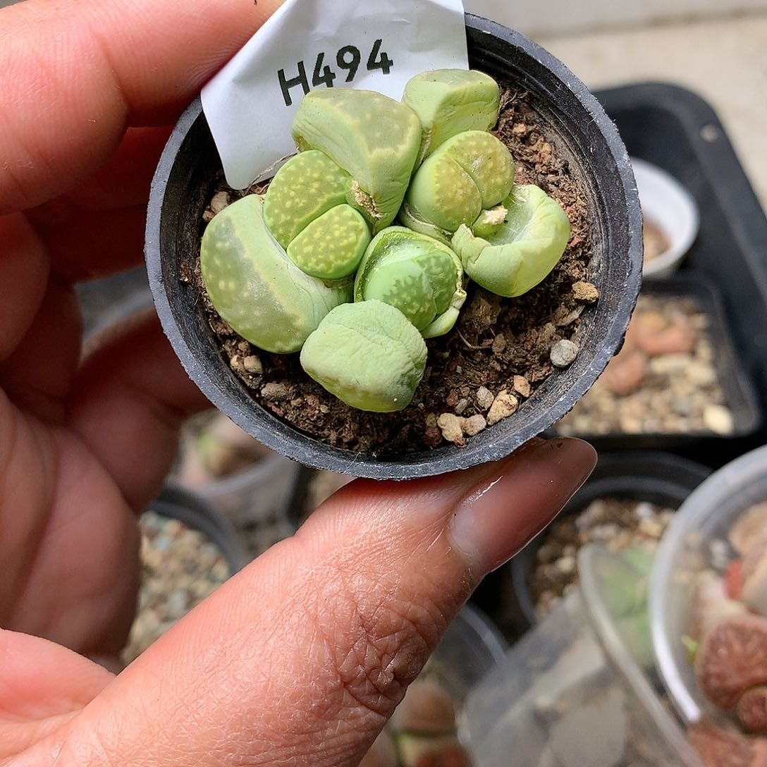 H494多肉植物保护研究所