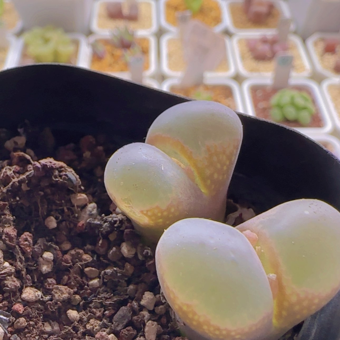 【闪购商品】青****椒1060     