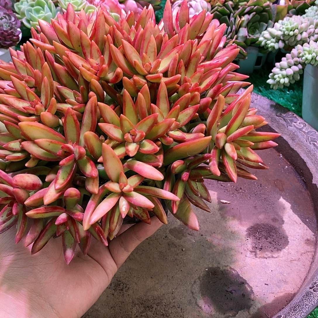 加州落日带盆土特价